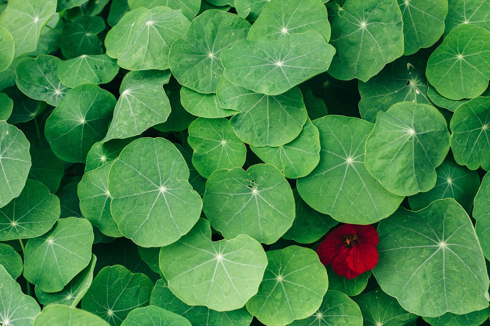 Ayurvedic ingredients Indian pennywort leaves