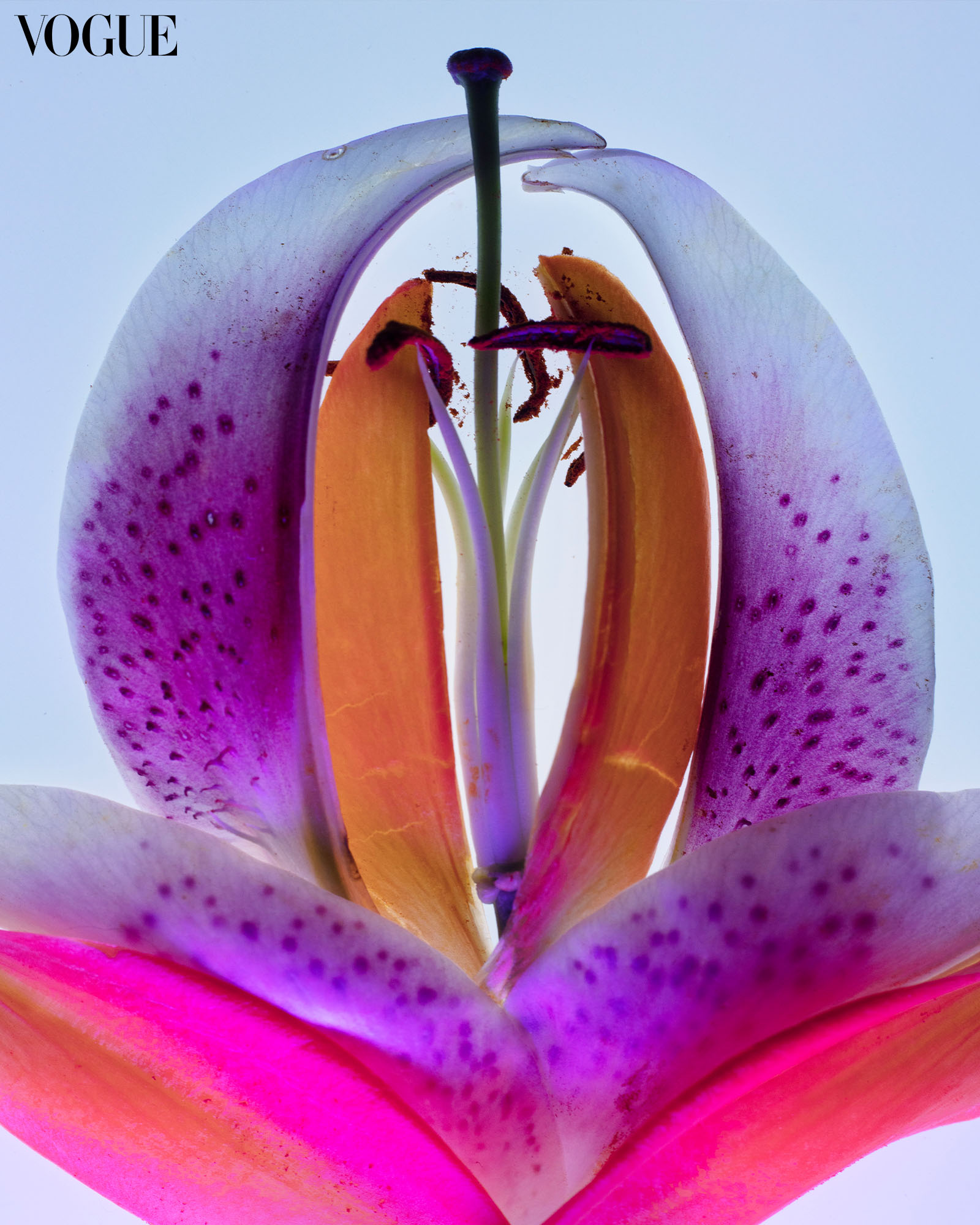 Flower petals arranged to look like the vulva.