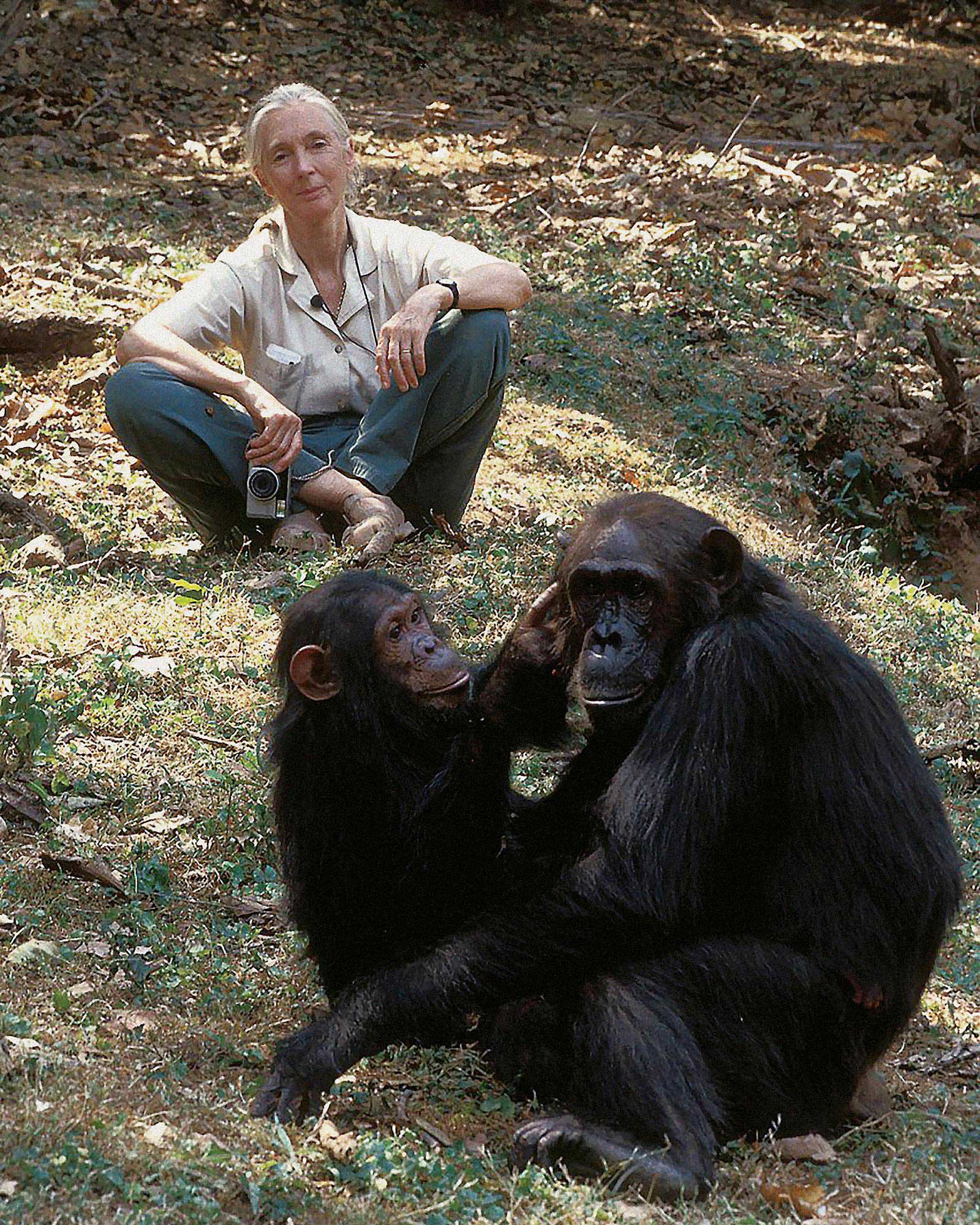 Jane Goodall with chimpanzees